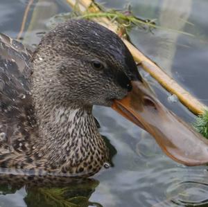 Northern Shoveler