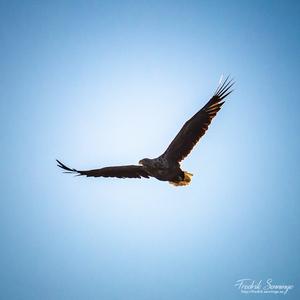 White-tailed Eagle