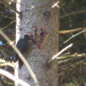 Black woodpecker