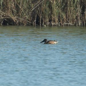 Red Shoveler