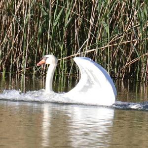 Höckerschwan