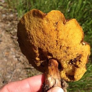 Variegated Bolete