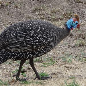 Helmeted Guineafowl