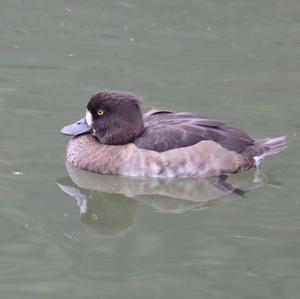 Tufted Duck