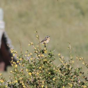 Whinchat