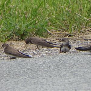 Sand Martin