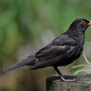 Eurasian Blackbird