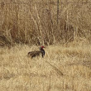 Swainson's Spurfowl