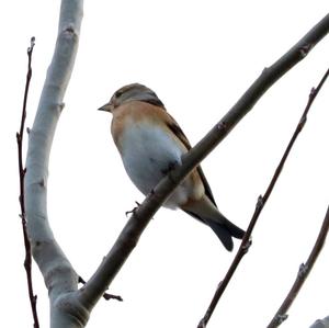 Brambling