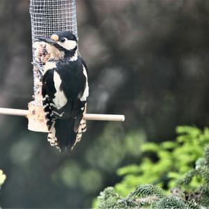 Great Spotted Woodpecker