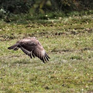 Mäusebussard