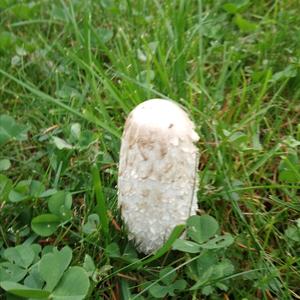 Shaggy Mane