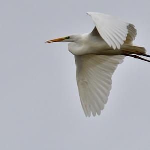 Great Egret