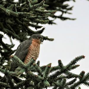 Eurasian Sparrowhawk