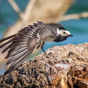 White Wagtail