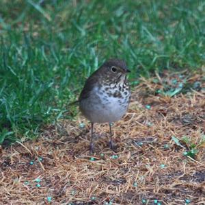 Swainson's Thrush