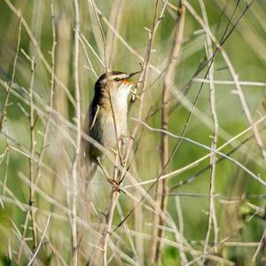 Sedge Warbler