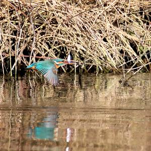 Common Kingfisher