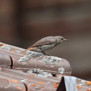 Black Redstart