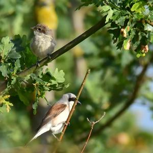 Red-backed Shrike