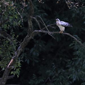 Common Buzzard