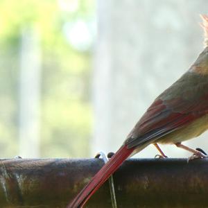 Northern Cardinal