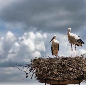 White Stork