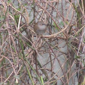 Hedge Accentor