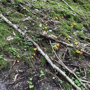 Chanterelle, Common