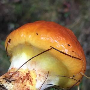 Larch Suillus