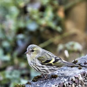 Eurasian Siskin