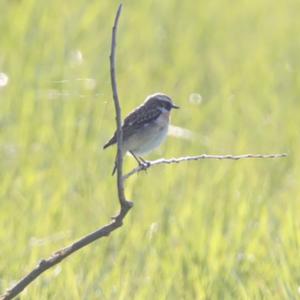 Whinchat