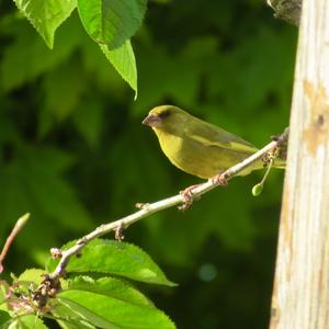 European Greenfinch