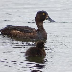 Red-crested Pochard