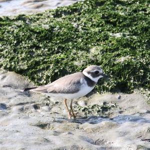 Common Ringed Plover