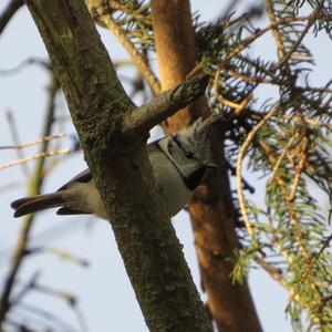 Crested Tit