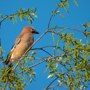 Eurasian Jay