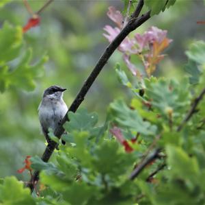 Blackcap