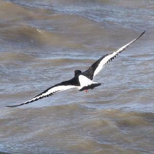 Eurasian Oystercatcher