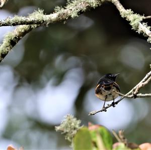 American Redstart