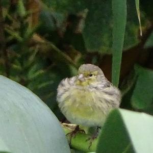 European Serin