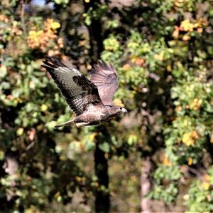 Common Buzzard