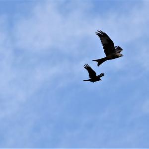 Red Kite