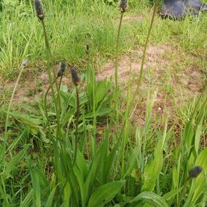 Ribwort Plantain