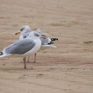 Herring Gull