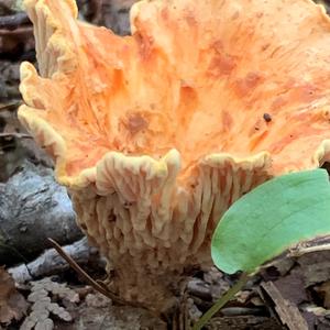 Chanterelle, Common