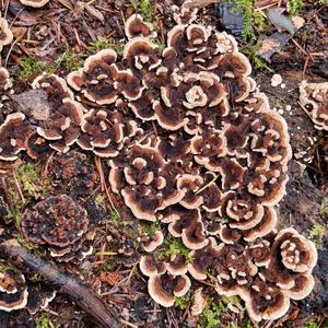 Turkey-tail