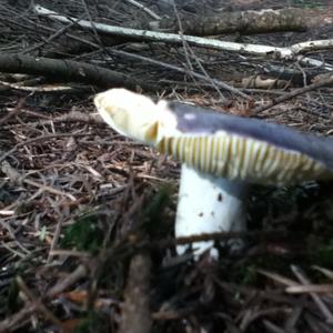 Jodoform-scented Russula