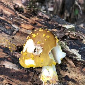 Fly Agaric