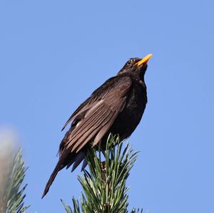 Eurasian Blackbird